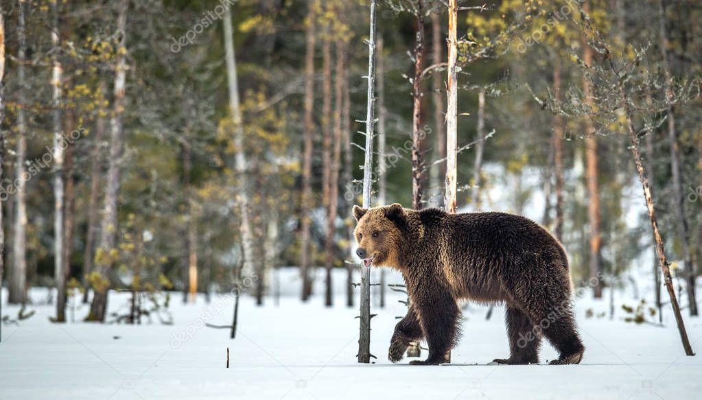 Wild adult Brown bear walking in the snow in winter forest. Adult Big Brown Bear Male. Scientific name: Ursus arctos. Natural habitat. Winter season