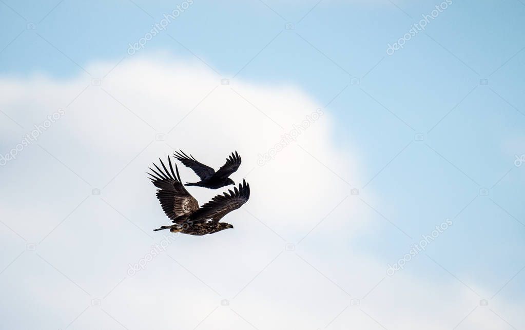 Raven and White tailed eagle in flight. Scientific name: Haliaeetus albicilla, also known as the ern, erne, gray eagle, Eurasian sea eagle and white-tailed sea-eagle. Eagle having an issue with raven