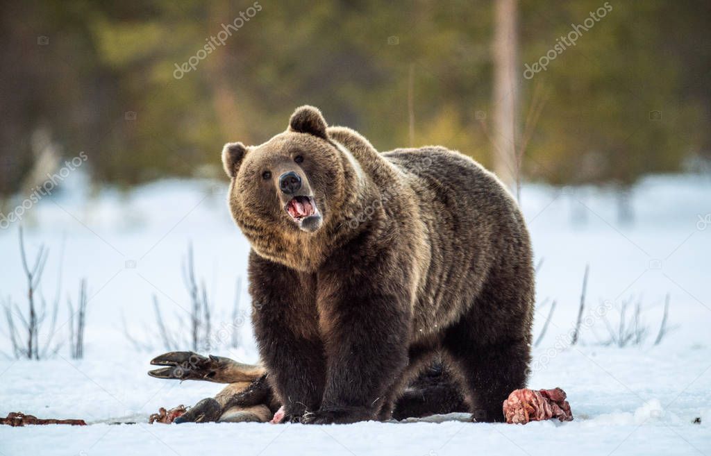 Brown bear awoke from hibernation, eats the moose's corpse. A brown bear in the forest. Adult Big Brown Bear Male. Scientific name: Ursus arctos.