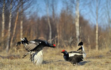 Lek 'te Black Grouses (Lyrurus tetrix) ile savaşıyor. Sabah erkenden. Gün doğumu. lekking black grouses (Tetrao tetrix).