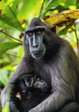 Celebes, Makak ve Yavru 'yu tepeledi. İbikli siyah makak, Sulawesi armalı makak, sulawesi makağı ya da siyah maymun. Doğal yaşam alanı. Sulawesi. Endonezya.