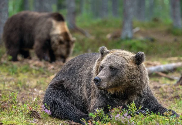 Dospělý Medvěd Hnědý Lese Vědecký Název Ursus Arctos Přírodní Stanoviště — Stock fotografie