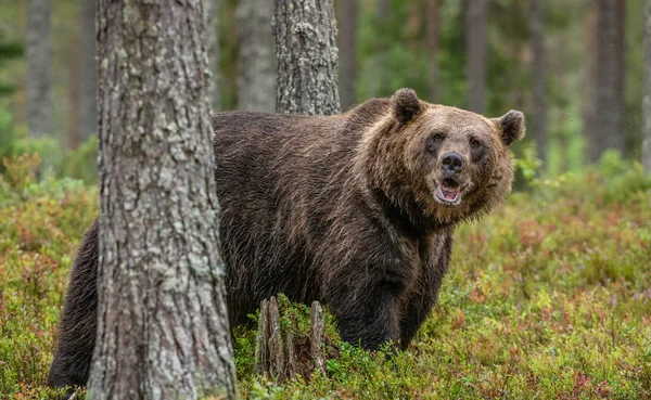 Dorosły Samiec Niedźwiedzia Brunatnego Jesiennym Lesie Środowisko Naturalne Las Sosnowy — Zdjęcie stockowe