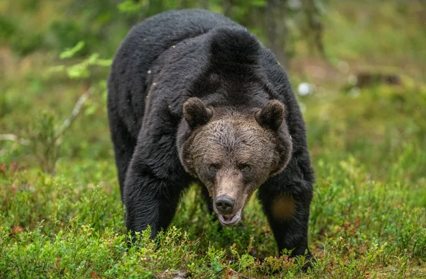 Homem Adulto Urso Pardo Floresta Outono Vista Frontal Habitat Natural — Fotografia de Stock