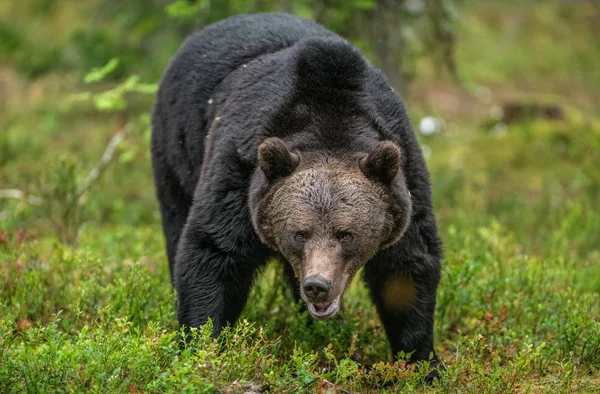 Adult Male Brown Bear Autumn Forest Front View Natural Habitat — Stockfoto