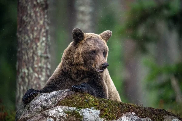 Adult Male Brown Bear Forest Scientific Name Ursus Arctos Natural — Stock Photo, Image