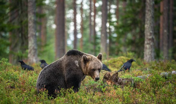 Das Erwachsene Männchen Eines Braunbären Wald Wissenschaftlicher Name Ursus Arctos — Stockfoto