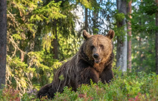 Portret Dorosłego Mężczyzny Niedźwiedzia Brunatnego Zachodzie Słońca Zielone Naturalne Tło — Zdjęcie stockowe