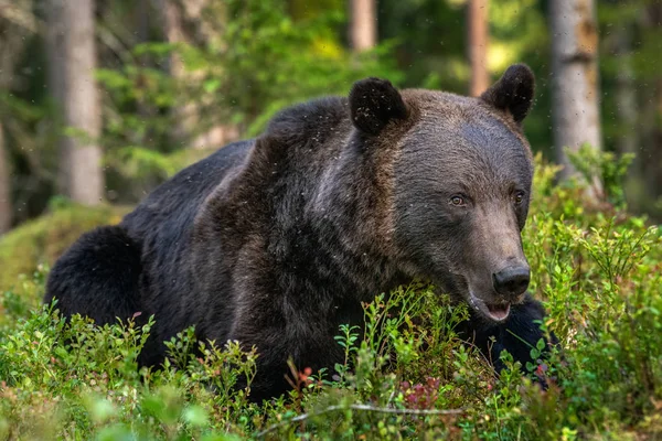 Дорослий Чоловік Бурого Ведмедя Лісі Наукова Назва Sus Arctos Природне — стокове фото