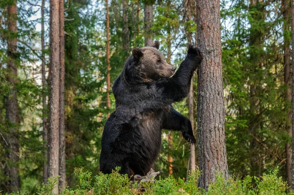 Коричневий Ведмідь Стоїть Задніх Ногах Біля Дерева Сосновому Лісі Наукова — стокове фото