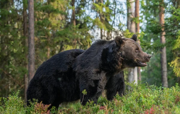 Dorosły Samiec Niedźwiedzia Brunatnego Jesiennym Lesie Środowisko Naturalne Las Sosnowy — Zdjęcie stockowe