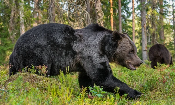 Dorosły Samiec Niedźwiedzia Brunatnego Jesiennym Lesie Środowisko Naturalne Las Sosnowy — Zdjęcie stockowe