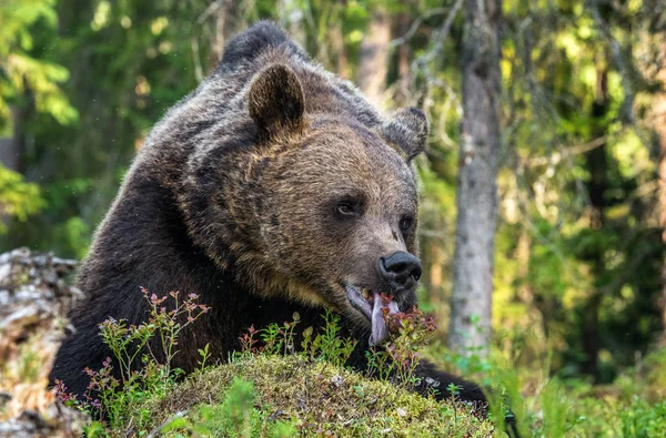 Взрослый Бурый Медведь Лесу Научное Название Ursus Arctos Естественная Среда — стоковое фото