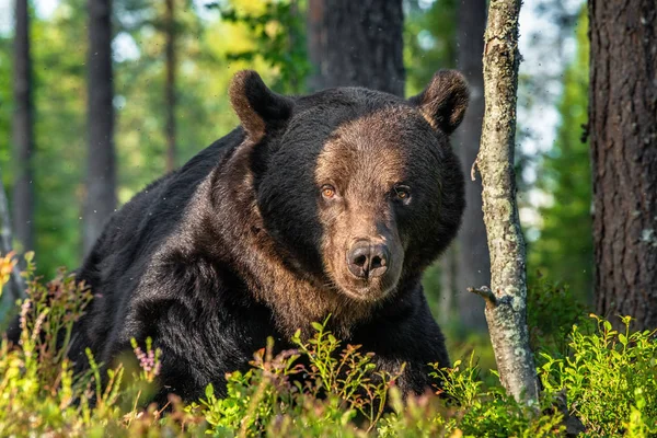 黄昏时分棕熊成年公熊的合影 前面的景色 绿色天然背景 夏天的季节 自然生境 — 图库照片