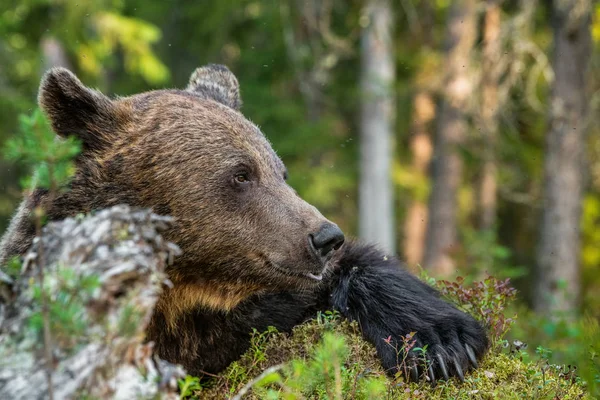 Ενήλικο Αρσενικό Της Καφέ Αρκούδας Στο Δάσος Επιστημονική Ονομασία Ursus — Φωτογραφία Αρχείου