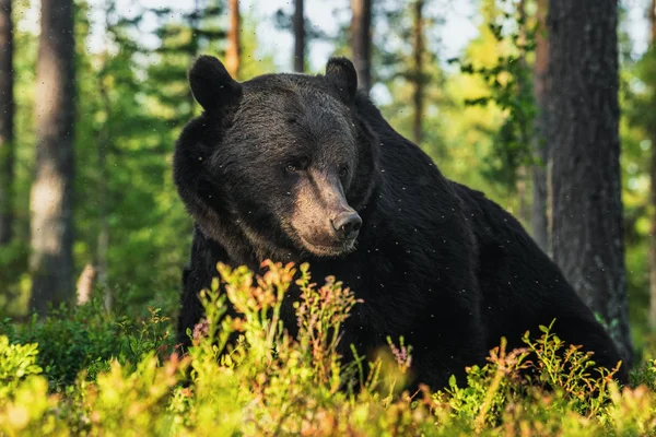 日没の光で茶色のクマの大人の男性のクローズアップ肖像画 緑の自然背景 夏のシーズン自然生息地 — ストック写真