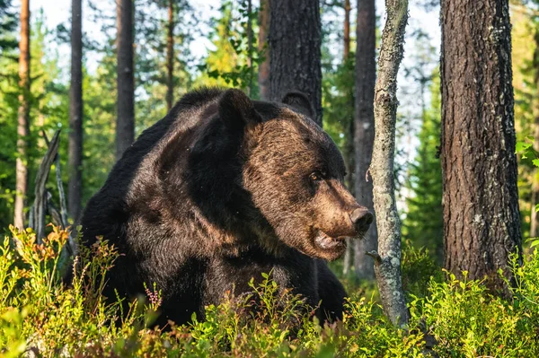 日没の光で茶色のクマの大人の男性のクローズアップ肖像画 緑の自然背景 夏のシーズン自然生息地 — ストック写真