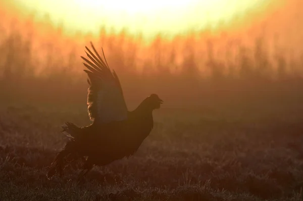 Lekking Black Grouse Tetrao Tetrix Manhã Cedo Sunrise Backlight Primavera — Fotografia de Stock