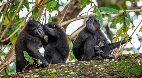 켈트족은 마카크와 새끼를 살았습니다 수염을 기르는 원숭이들 켈트족은 나무가지에 매미를 — 스톡 사진