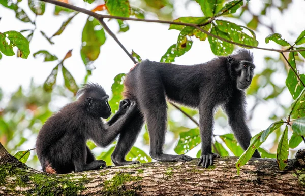 Opice Navzájem Upravují Celebes Vyvýšil Makaky Větvi Stromu Zavřít Portrét — Stock fotografie
