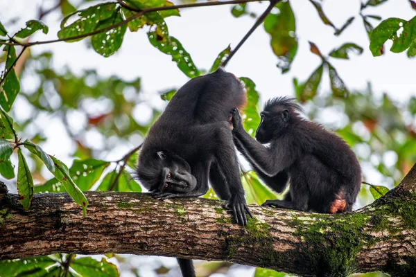 Majmok Egymást Ápolják Celebek Makákókat Raktak Ágára Csukd Képet Crested — Stock Fotó
