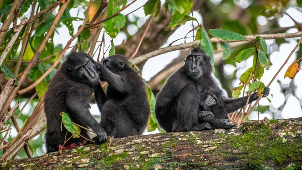 Celebes Crested Macaque Cub Monkeys Grooming One Another Celebes Crested — Stock Photo, Image