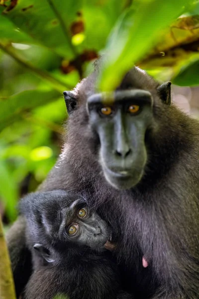 Celebridades Criavam Macaco Filhote Macaco Preto Macaco Sulawesi Macaco Sulawesi — Fotografia de Stock