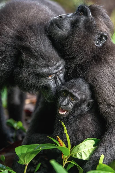 Celebes Crested Macaques Cub Crested Black Macaques Sulawesi Crested Macaques — Stock Photo, Image