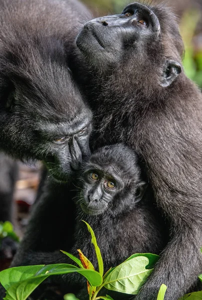 Celebridades Criavam Macacos Filhotes Macacos Negros Presos Macacos Crista Sulawesi — Fotografia de Stock