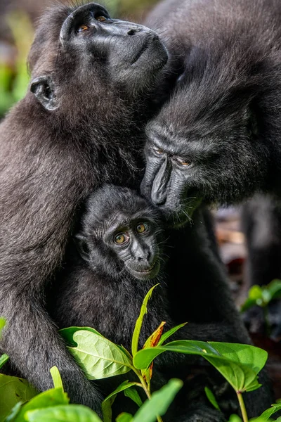 Celebridades Criavam Macacos Filhotes Macacos Negros Presos Macacos Crista Sulawesi — Fotografia de Stock