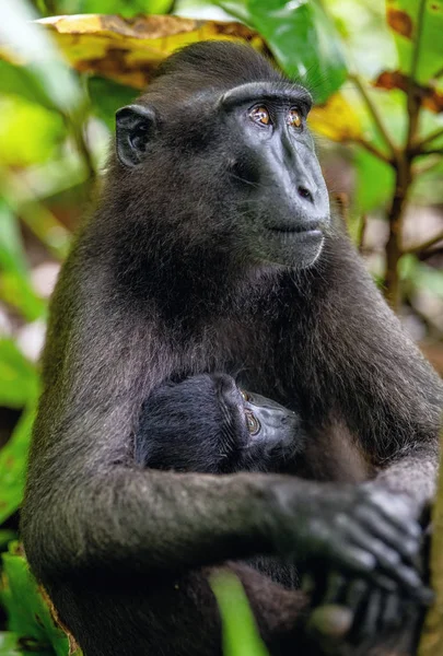 Celebek Makákót Kölyköt Ettek Crested Black Macaque Sulawesi Crested Macaque — Stock Fotó