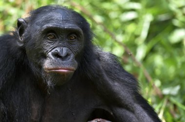 Bonobo in natural habitat clipart
