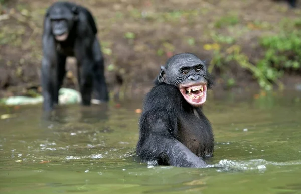 Lachende bonobo's in het water — Stockfoto