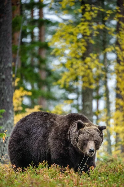 Varón Adulto Oso Pardo Bosque Otoño Hábitat Natural Bosque Pino —  Fotos de Stock