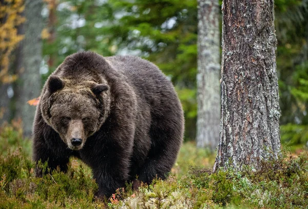 Homem Adulto Urso Pardo Floresta Outono Habitat Natural Pinhal — Fotografia de Stock