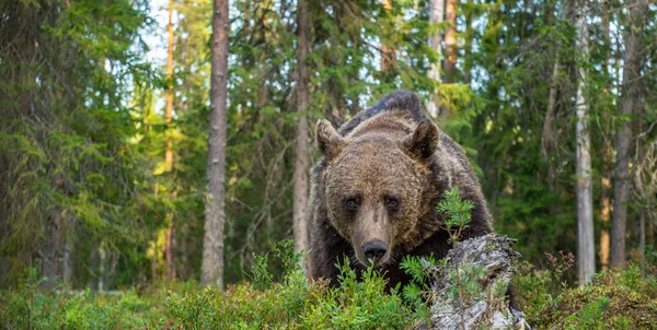 Ενήλικο Αρσενικό Καφέ Αρκούδας Στο Δάσος Του Φθινοπώρου Μπροστά Φυσικό — Φωτογραφία Αρχείου