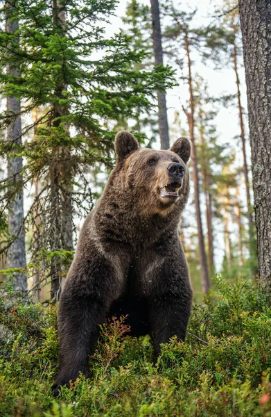 秋天森林里的成年棕熊 前面的景色 自然生境 — 图库照片