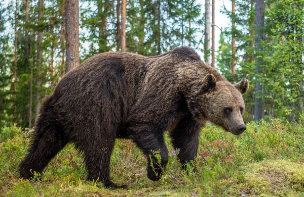 Дорослий Чоловік Коричневого Ведмедя Осінньому Лісі Природне Середовище Існування Сосновий — стокове фото