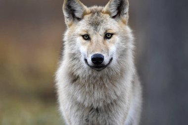 Avrasya kurdu. Gri veya gri kurt olarak da bilinir. Timber Wolf olarak da bilinir. Sonbahar ormanı. Bilimsel adı Canis Lupus. Doğal yaşam alanı.