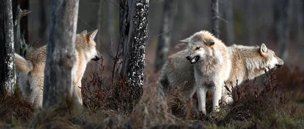 Lobos Eurasiáticos También Conocido Como Lobo Gris Gris También Conocido —  Fotos de Stock