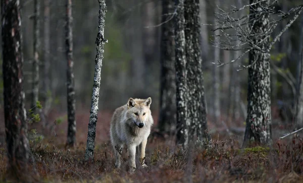 Евразийский Волк Известный Серый Серый Волк Известный Лесной Волк Осенний — стоковое фото