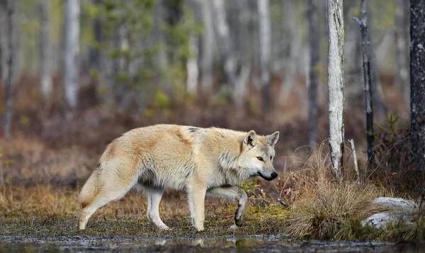 Avrasya Kurdu Gri Veya Gri Kurt Olarak Bilinir Timber Wolf — Stok fotoğraf