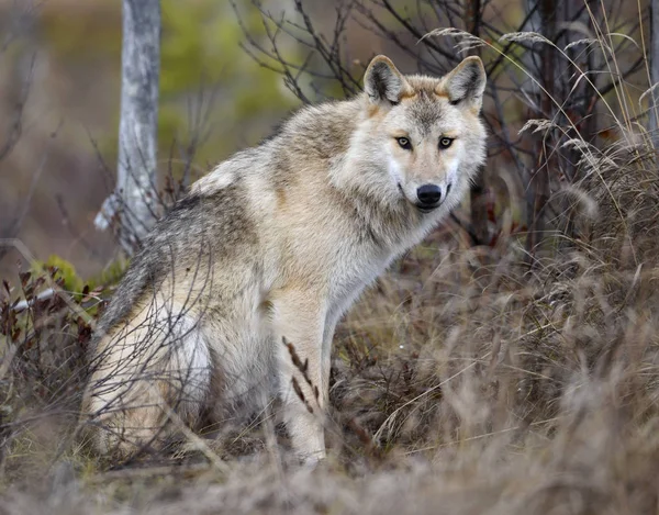 ユーラシアオオカミ 灰色または灰色のオオカミとしても知られる木材オオカミ 秋の森学名 Canis Lupus Lupus 自然生息地 — ストック写真