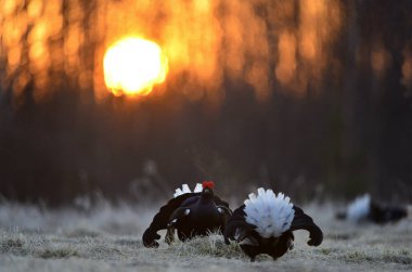 Leksite 'de Black Grouses. Bilimsel adı Tetrao Tetrix. Bahar Ormanı 'nda sabahın erken saatlerinde. Rusya.