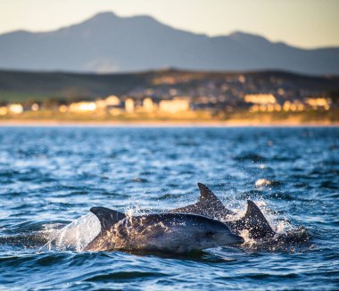 Dolphins, swimming in the ocean. South Africa clipart