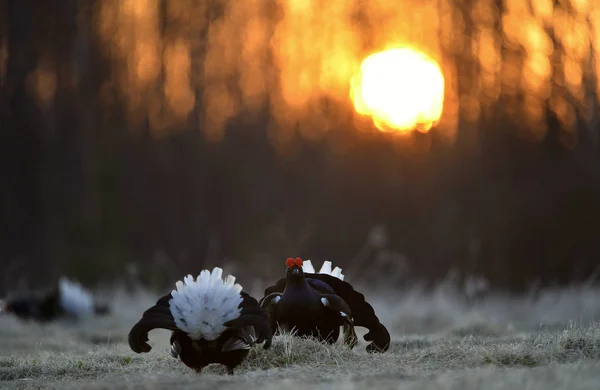 Black Grouses Leksite Scientific Name Tetrao Tetrix Early Morning Spring — Stock Photo, Image