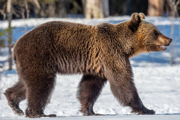 Urso Castanho Adulto Selvagem Neve Floresta Inverno Nome Científico Ursus — Fotografia de Stock