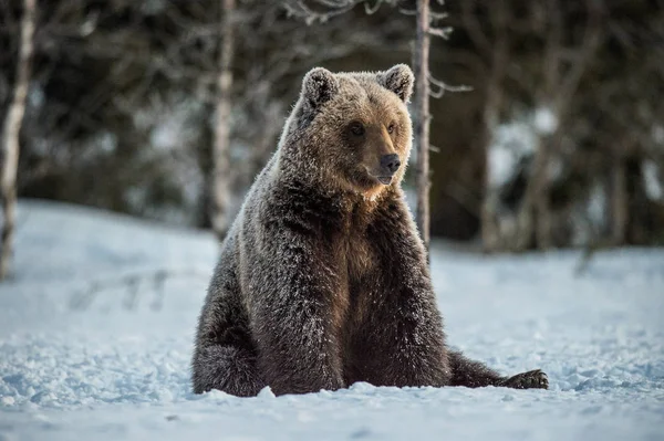 Άγρια Ενήλικη Καφέ Αρκούδα Κάθεται Στο Χιόνι Στο Δάσος Του — Φωτογραφία Αρχείου