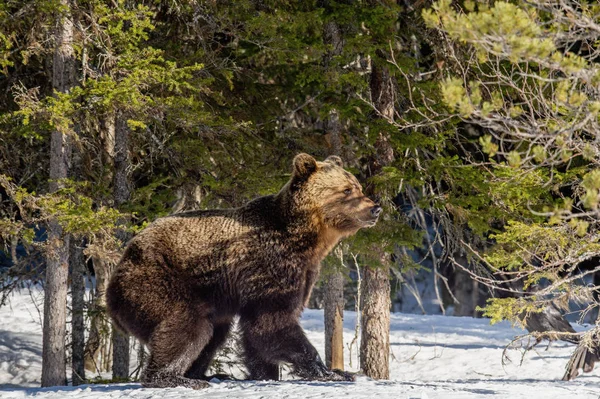 Urso Castanho Adulto Selvagem Neve Floresta Inverno Nome Científico Ursus — Fotografia de Stock