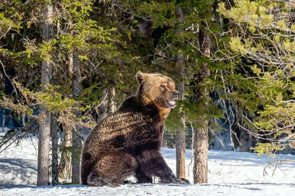 Ours Brun Adulte Sauvage Dans Neige Forêt Hiver Nom Scientifique — Photo